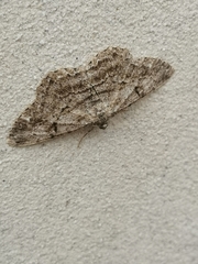 Peribatodes rhomboidaria