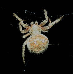 Pararaneus cyrtoscapus