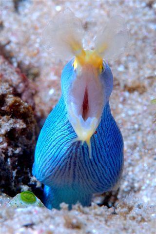 Photo of Ribbon moray (Rhinomuraena quaesita)