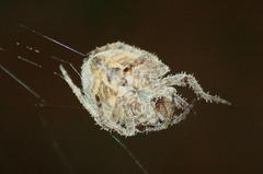 Pararaneus cyrtoscapus