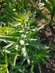 Achillea salicifolia