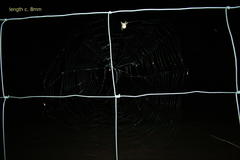 Pararaneus cyrtoscapus