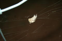 Pararaneus cyrtoscapus