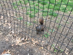 Sciurus carolinensis