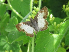 Antigonus emorsa