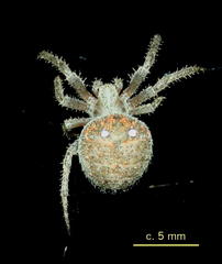 Pararaneus cyrtoscapus