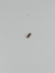 Pediculus humanus capitis
