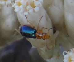 Ascolhedybius hirtus