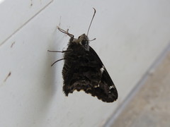 Codatractus arizonensis