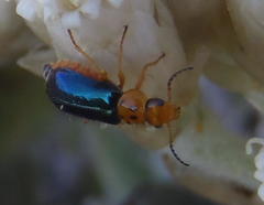 Ascolhedybius hirtus