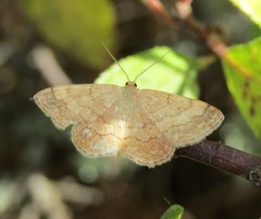 Scopula turbulentaria