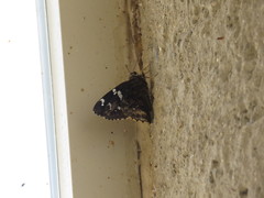 Codatractus arizonensis