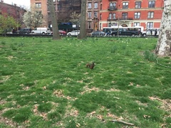 Sciurus carolinensis