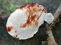 Sanguinoderma rugosum