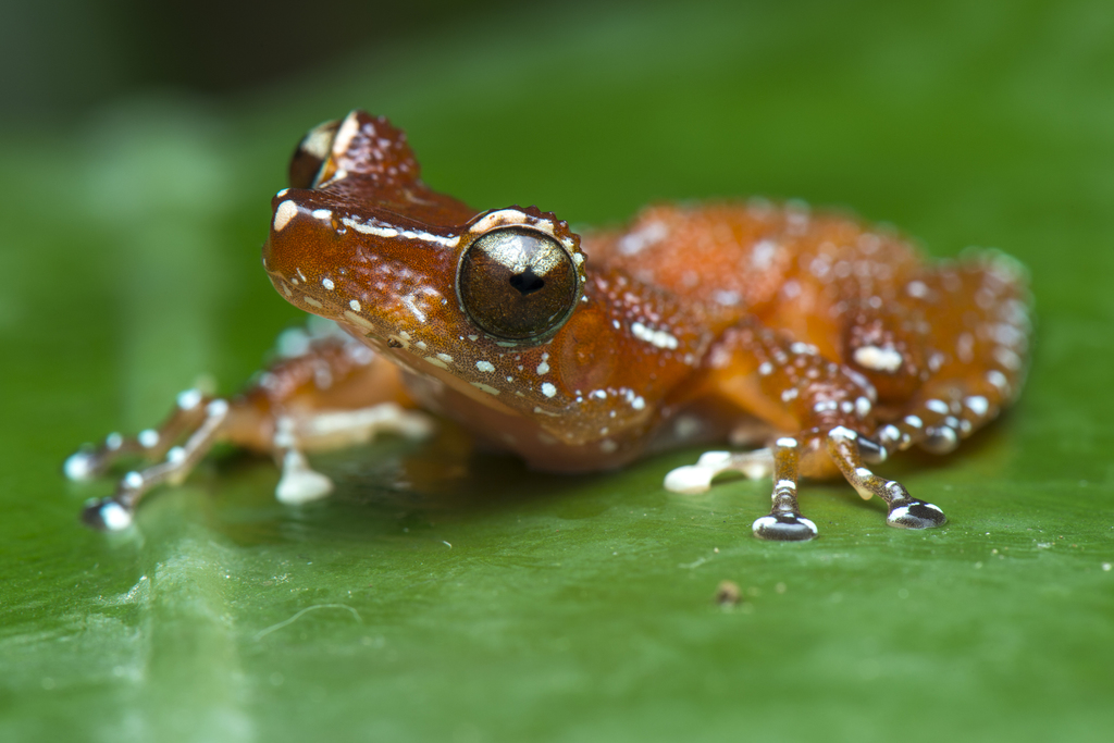 Indonesian Tree Frogs