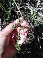 Indigofera alopecuroides