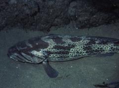Epinephelus andersoni