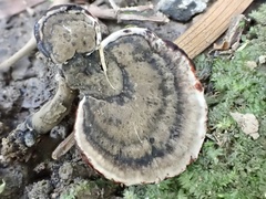 Sanguinoderma rugosum