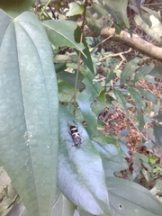 Xylotrechus rufilius