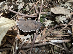 Sanguinoderma rugosum