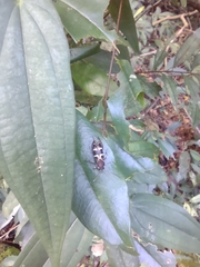 Xylotrechus rufilius