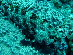 Epinephelus macrospilos