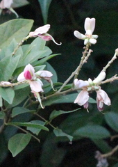Callerya dielsiana