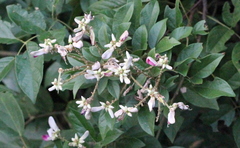 Callerya dielsiana