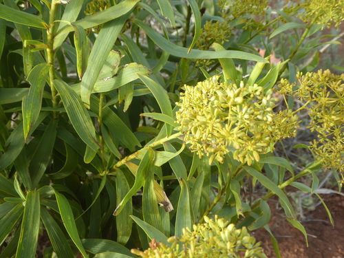 Bupleurum salicifolium image