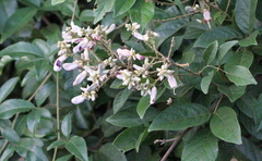 Callerya dielsiana
