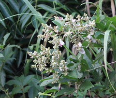 Callerya dielsiana