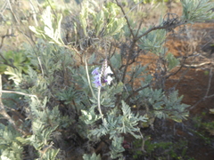 Lavandula buchii image