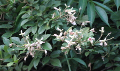 Callerya dielsiana