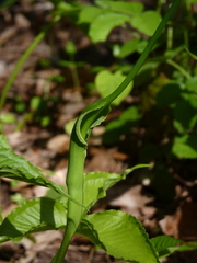 Pinellia tripartita