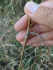 Chaerophyllum nodosum