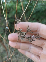 Chaerophyllum nodosum