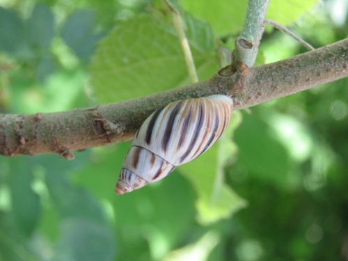 Mesembrinus hegewischi