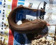 Haploblepharus fuscus