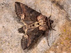 Abrostola agnorista