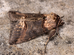 Abrostola agnorista