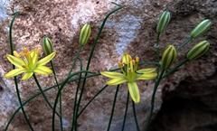Albuca osmynella
