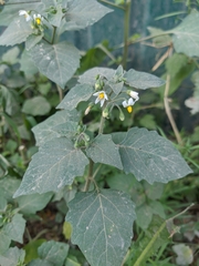 Solanum villosum
