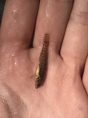 Etheostoma crossopterum