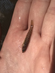 Etheostoma crossopterum