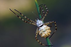Argiope lobata