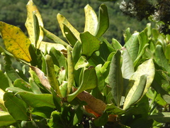 Pleiomeris canariensis image