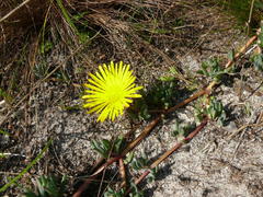 Lampranthus reptans