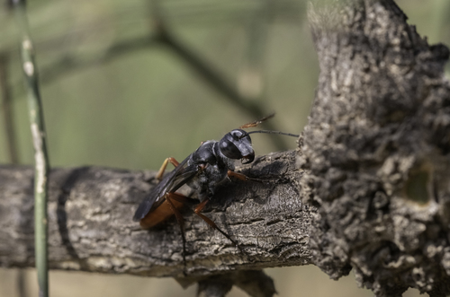 Sphex pruinosus