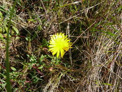 Lampranthus reptans