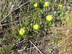 Lampranthus reptans